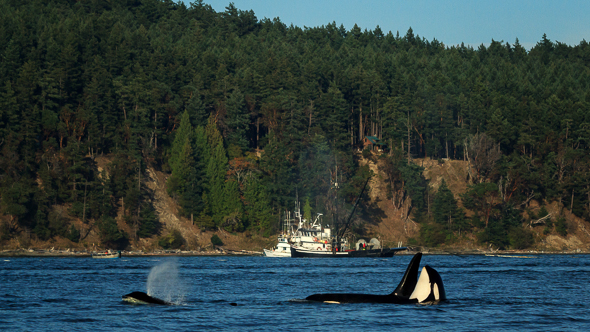 Orcas and Fishing Boats by Anne McKinnell