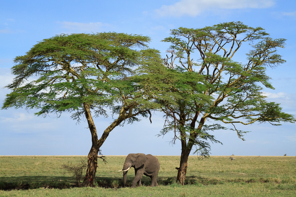 Elephant between two Acacia trees