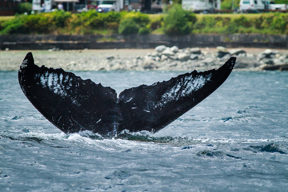 Humpback Whale near Campbell River, British Columbia