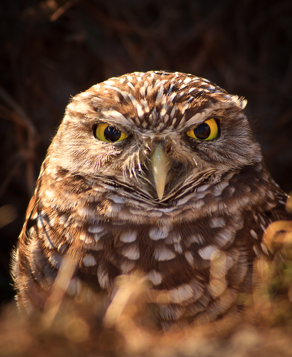 Burrowing Owl, Cape Coral, Florida