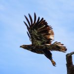 Juvenile Bald Eagle by Anne McKinnell