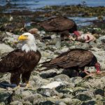A bald eagle and two turkey vultures by Anne McKinnell