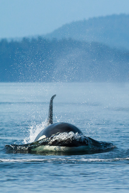 Orca near Campbell River, BC.