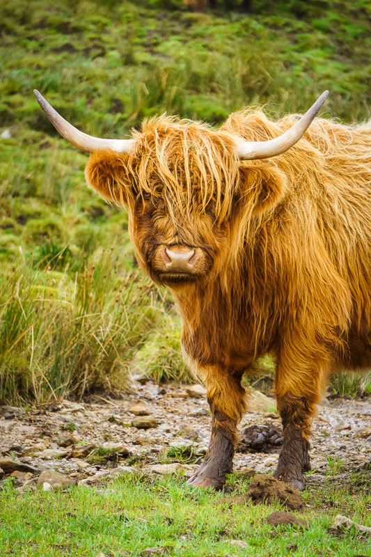 Highland Cattle (Heilan Coo), Isle of Skye, Scotland