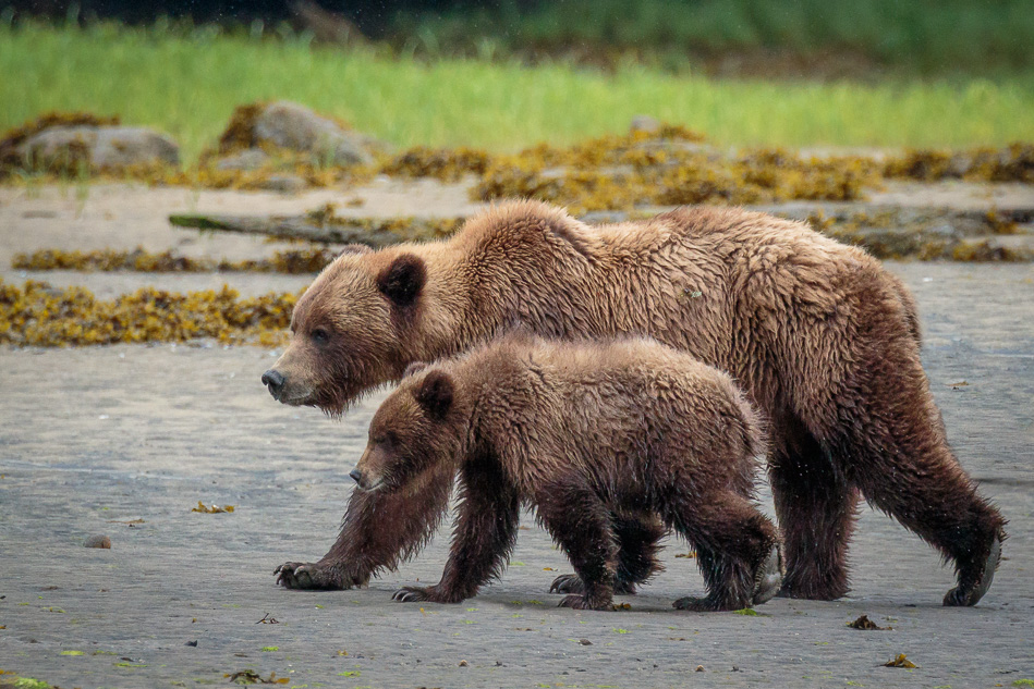 Grizzly Bears in Khutzeymateen Provincial Park, British Columbia