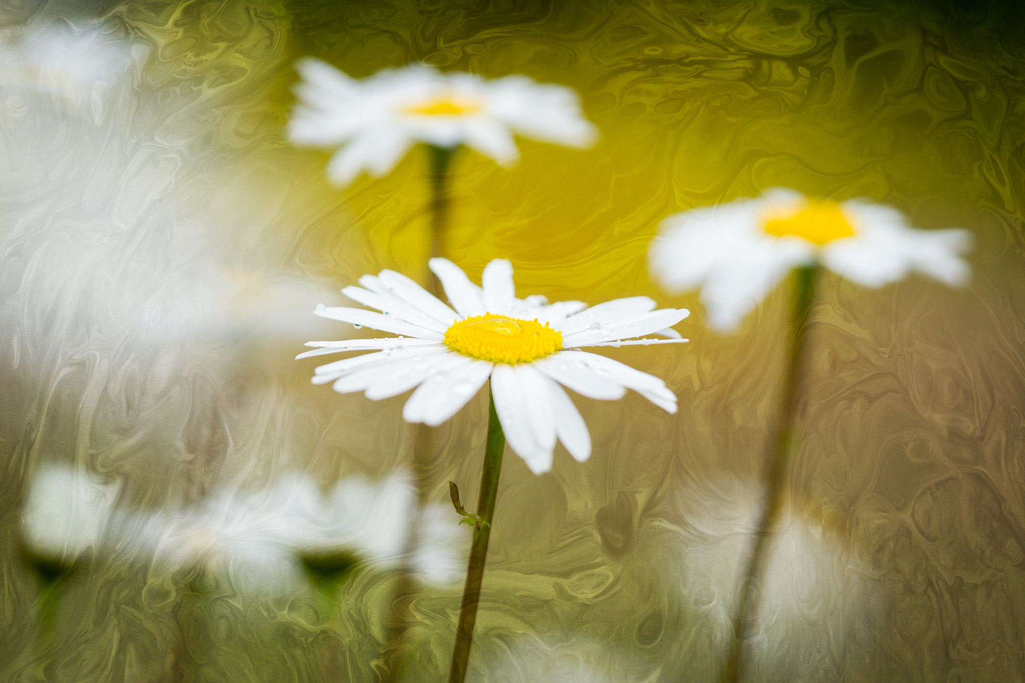 20210606-_DSC7014-Edit-Edit